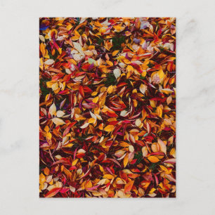 Autumn Fall Color Foliage Leaves Postcard