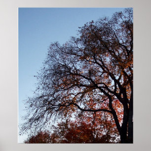 Autumn Fall Trees Tree Poster