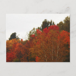 Autumn Field Adirondacks Trees Scene Landscape Postcard