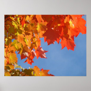 Autumn Fine Art Prints Orange Tree Leaves Nature