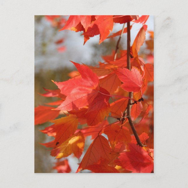 Autumn Fire Postcard (Front)