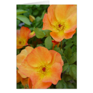 Autumn Flame Roses Card