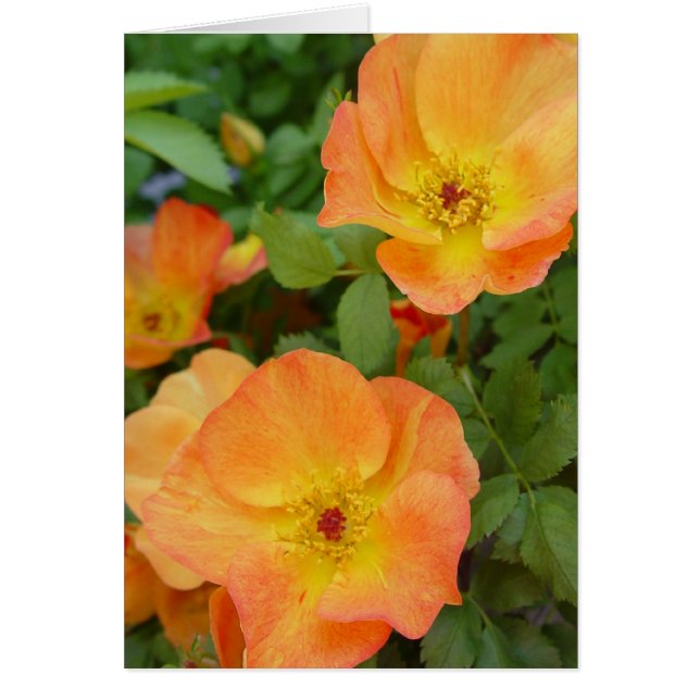 Autumn Flame Roses Card (Front)