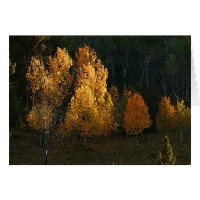 Autumn Foliage (Front Horizontal)