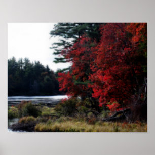 Autumn Foliage By Swamp Nature Poster