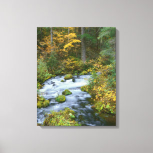 Autumn foliage & Douglas Fir Border Roaring River Canvas Print