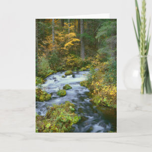 Autumn foliage & Douglas Fir Border Roaring River Card