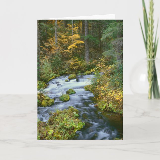 Autumn foliage & Douglas Fir Border Roaring River Card (Front)