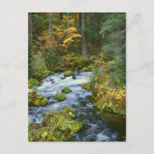 Autumn foliage & Douglas Fir Border Roaring River Postcard