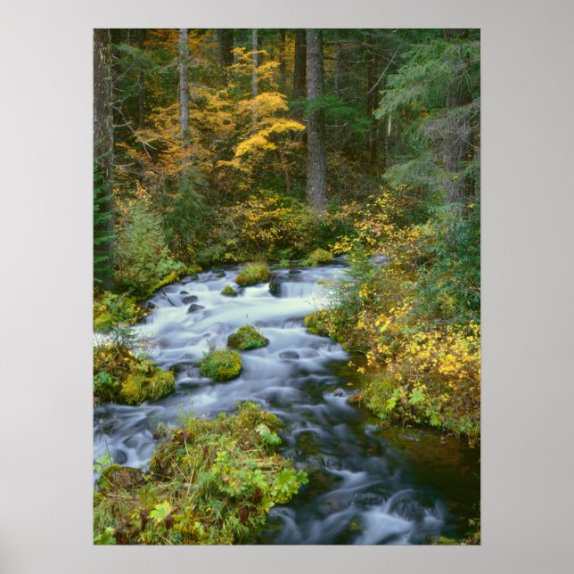 Autumn foliage & Douglas Fir Border Roaring River Poster (Front)
