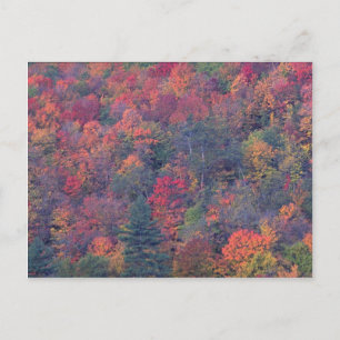 Autumn foliage of a mixed hardwood forest postcard