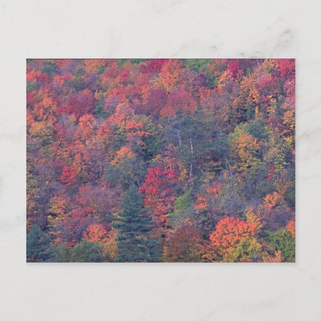 Autumn foliage of a mixed hardwood forest postcard (Front)