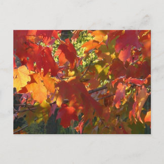 Autumn Foliage Postcard