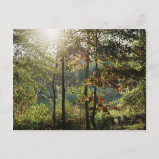 Autumn Foliage Postcard