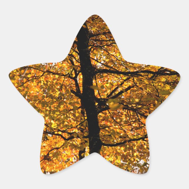 Autumn foliage star sticker (Front)