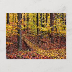 Autumn Footbridge,postcard Postcard