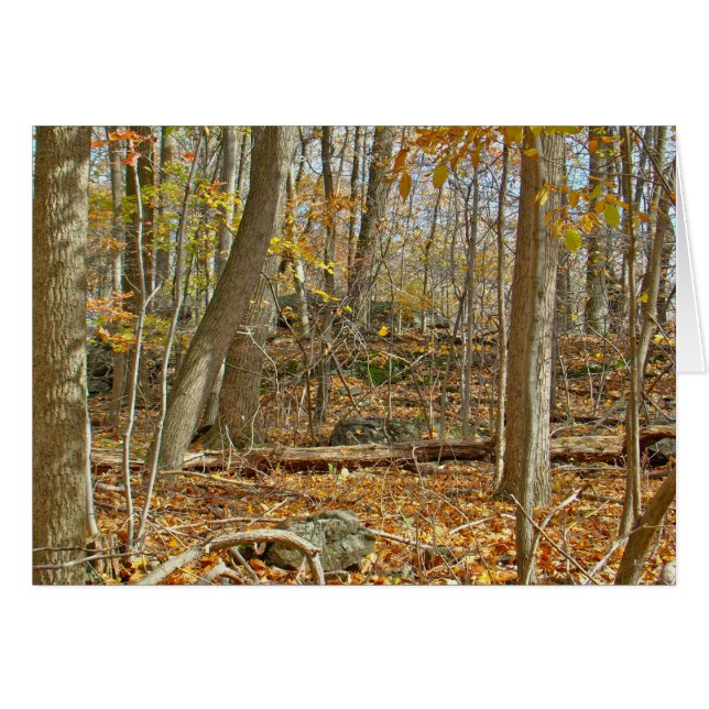 Autumn Forest (Front Horizontal)