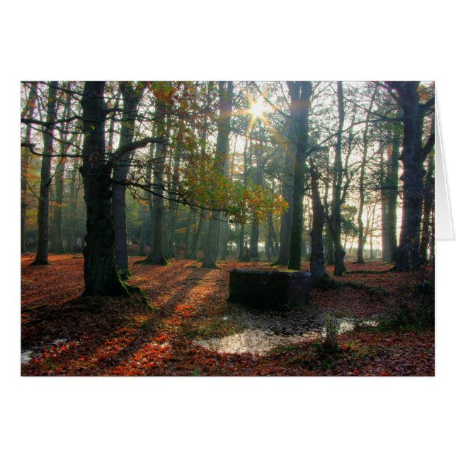 Autumn Forest (Front Horizontal)
