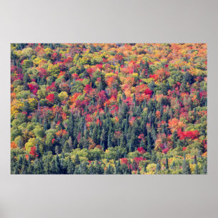 Autumn Forest Landscape Poster