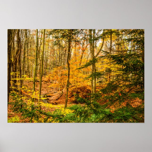Autumn Forest Nature Poster (Front)