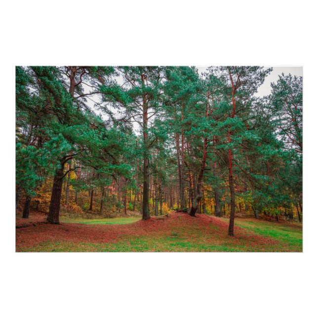 Autumn forest photo print (Front)