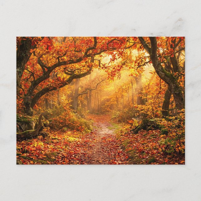 Autumn Forest Postcard (Front)