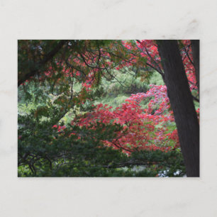 Autumn Forest Postcard