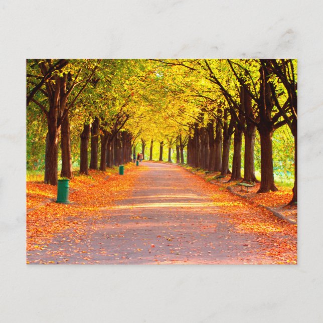 Autumn forest postcard (Front)