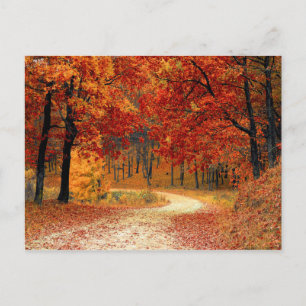 Autumn Forest Postcard