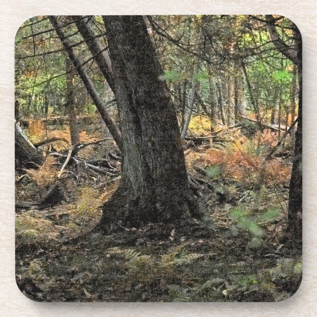 Autumn forest scene            coaster (Front)