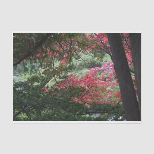 Autumn Forest Tissue Paper (Front)