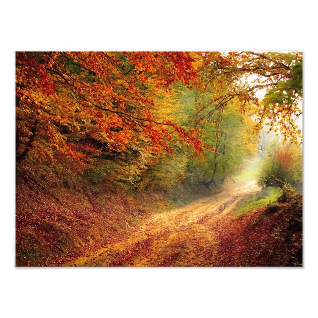 Autumn Forest Track Photo Print (Front)