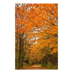 Autumn Forest Track Photo Print