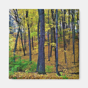 Autumn Forest, West Bend, Wisconsin Magnet