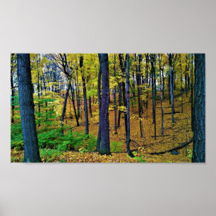 Autumn Forest, West Bend, Wisconsin Poster