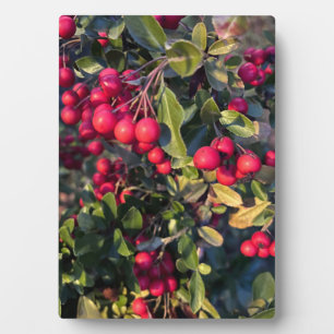 Autumn fruit plaque