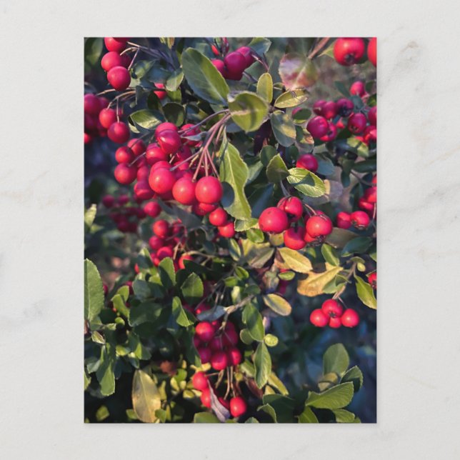 Autumn fruit postcard (Front)