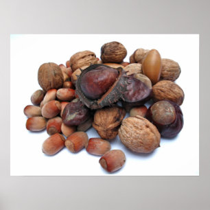 Autumn Fruits Poster