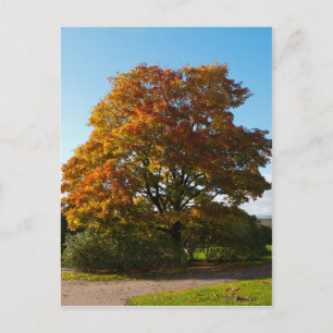Autumn Garden, St.Petersburg Russia Postcard