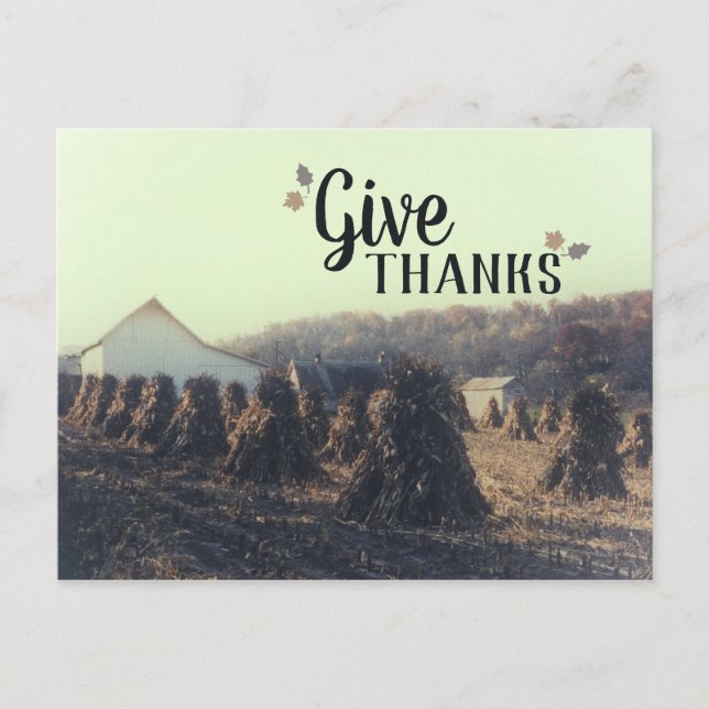 Autumn Give Thanks Retro Corn Cornstalk Harvest Postcard (Front)