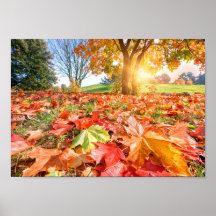 Autumn Glow – Colourful Fall Nature Photography
