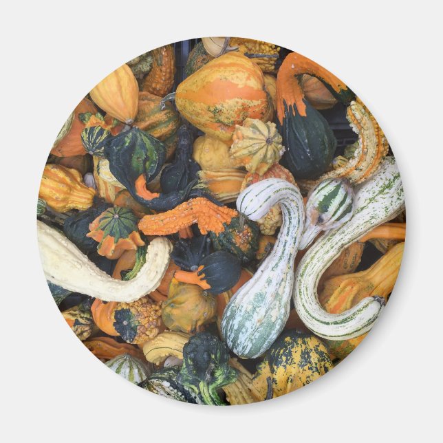 Autumn Gourds Magnet (Front)