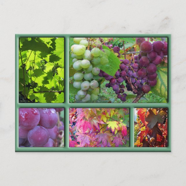 Autumn Grape Harvest Collage Postcard (Front)