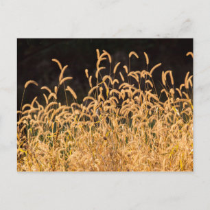 Autumn Grasses Postcard