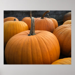 Autumn Harvest Pumpkin Patch Orange Pumpkins Poster