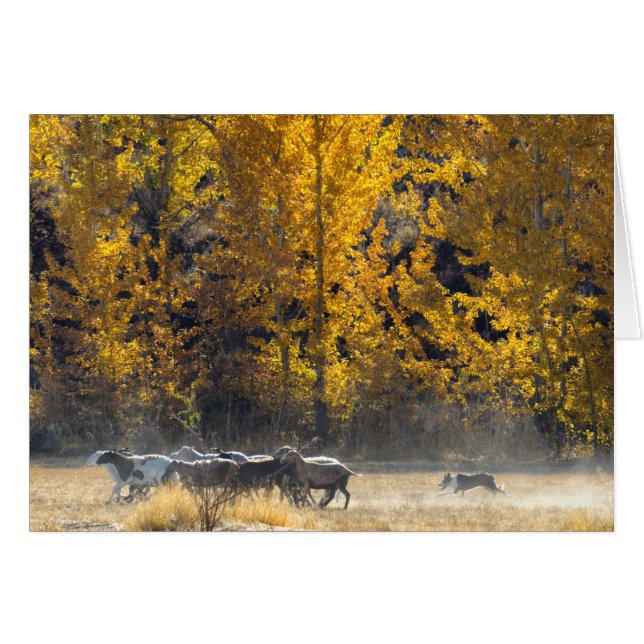 Autumn Herding (Front Horizontal)