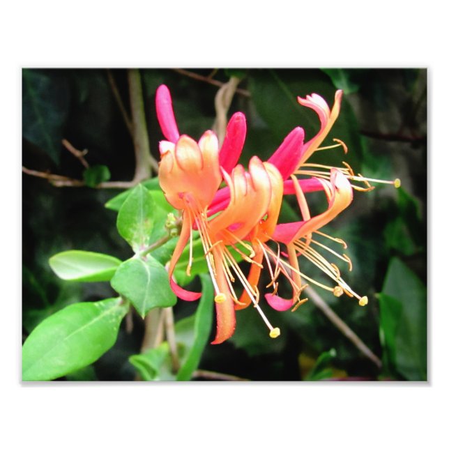 Autumn Honeysuckle ~ Photo Print (Front)