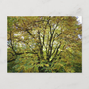 Autumn Horse Chestnut Tree Postcard