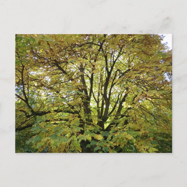 Autumn Horse Chestnut Tree Postcard (Front)