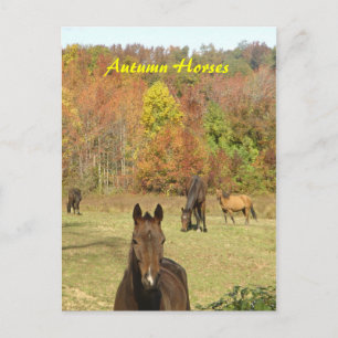 Autumn Horses Postcard